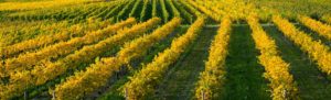 Wineries • 3rd Street Flats